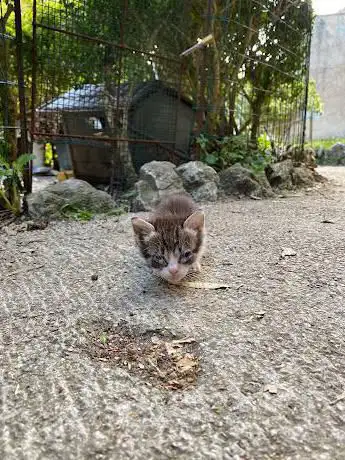 Photo de santuario dei gatti - giardino dei gatti e associazione di volontari