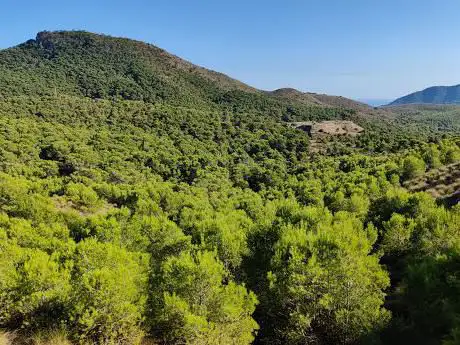 Photo de Pozo Tetraclinis