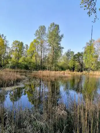 Platwijers