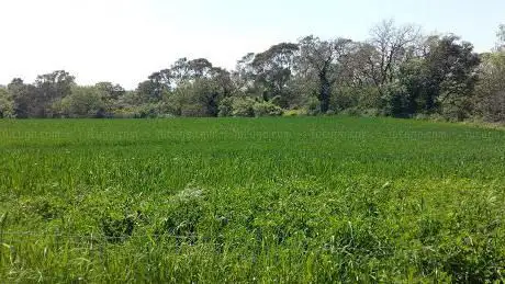 The Sughereta (Grove)