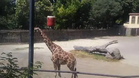Photo de Recinto delle giraffe