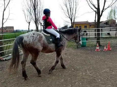 Photo de ASD I GIRASOLI - HORSE RIDING
