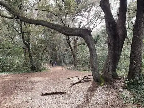 Photo de Pineta di Castel Fusano