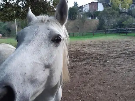Photo de VM Performance Horse - Maneggio La Subida