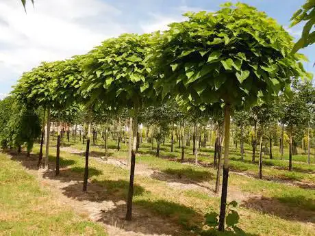 Espaces Verts et Jardins