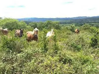 Photo de Crinières Aux Vents