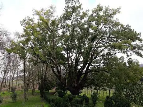 Arbol del Alcanfor
