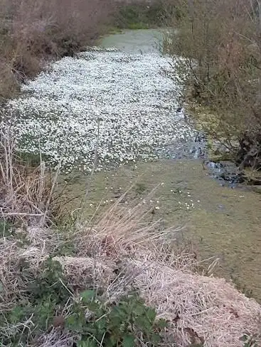 smisjesbos