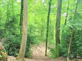 Forêt de Londe-Rouvray