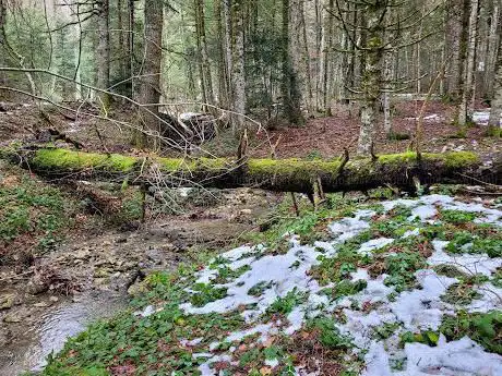 Bosco degli Abeti Soprani