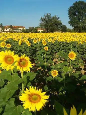Photo de Campo Sportivo Gricignano