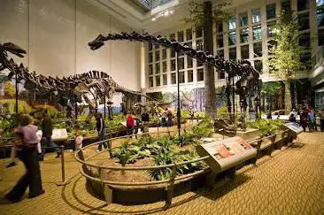Photo de Carnegie Museum of Natural History