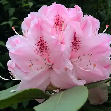 Photo de partagé Baudélire Garden