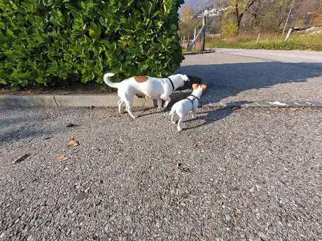 Photo de Campo Di Calcio Ascona