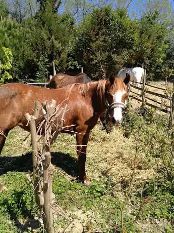 Photo de Maneggio Tenuta Madonna Del Cavaliere