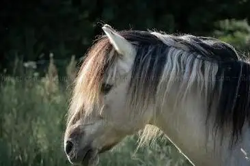 Photo de Eponavel