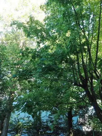 Photo de parchetto