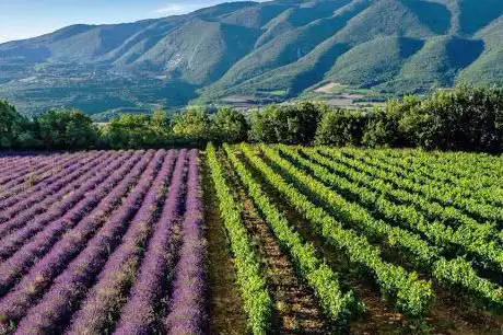 Photo de Luberon Tour
