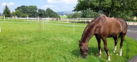 MANEGE DE GRANGES-SUR- MARLY Sàrl