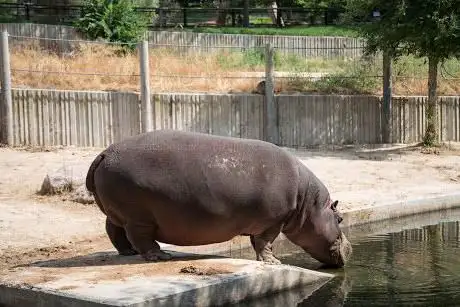 Photo de Hipopótamo
