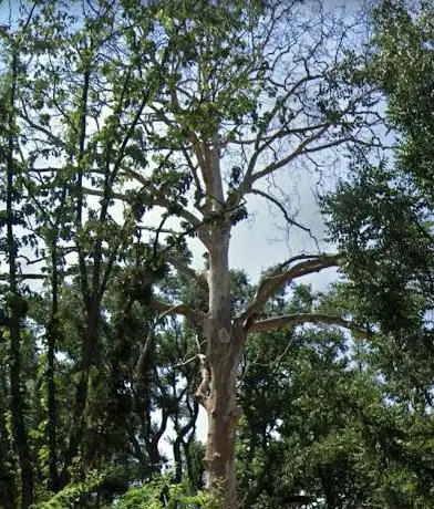 Gigante Saggio  platano monumentale
