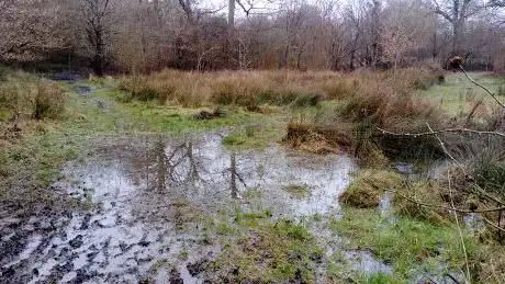 Broadfield Forest