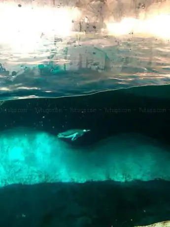 Photo de Pingüinos