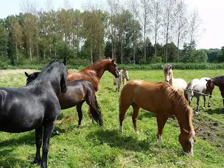 Photo de Horse Passion
