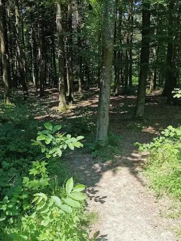 Waldhütte