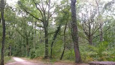 Foret regionale de Bréviande