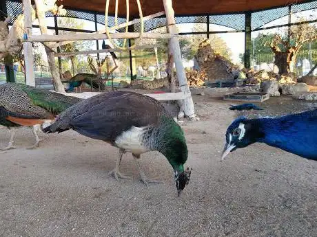 Photo de Pajarera Parque Municipal