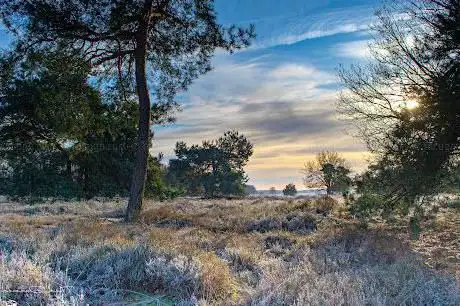 Photo de Hoogmoerheide