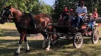 Photo de Les calèches Lyonnaises