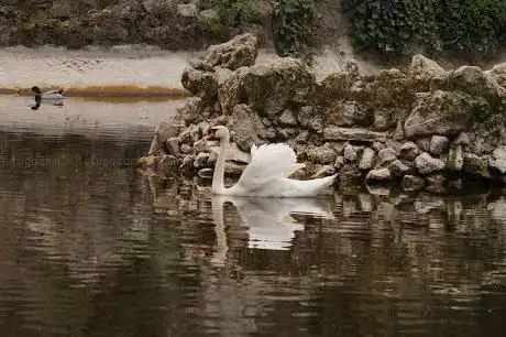 Photo de Laghetto dei cigni