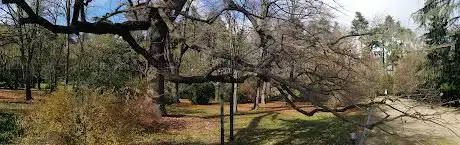 Photo de Quercus Robur