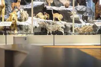 Photo de Musée d'Histoire Naturelle de Lille