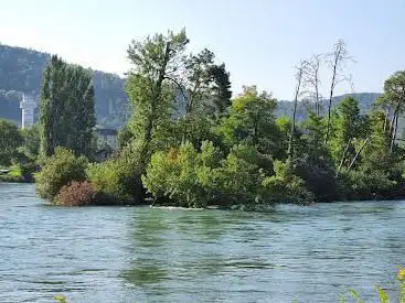 Rheininsel