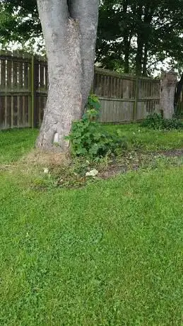 The hedgehog sanctuary