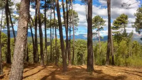 Photo de Bosque