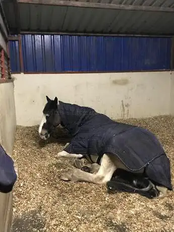 Photo de Hampshire Equestrian Centre
