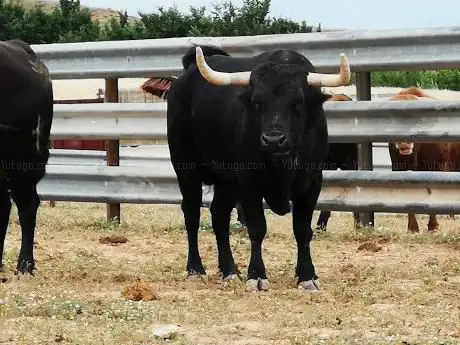 Photo de Campos taurinos