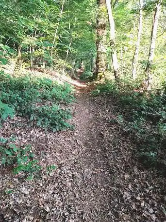 Photo de Linghem Woods