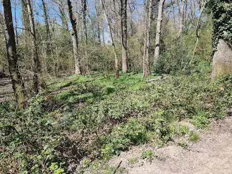 Photo de Ashenground and Bolnore Woods