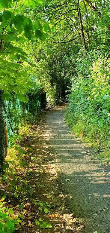 Reisenenwald