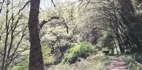 Photo de Castaño centenario â€œEl mozoâ€