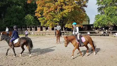 De Heidepony's
