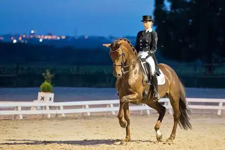 Pony-Club en Rijvereniging De Sportvrienden