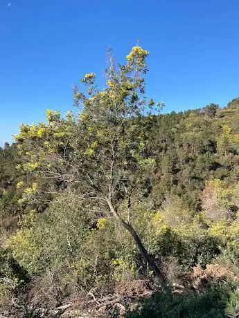 Sentier Forêt Grand Duc