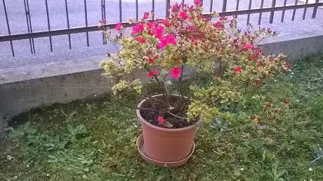 Photo de Giardino comunale