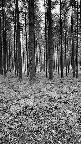 Photo de Forêt de Taylor Swift